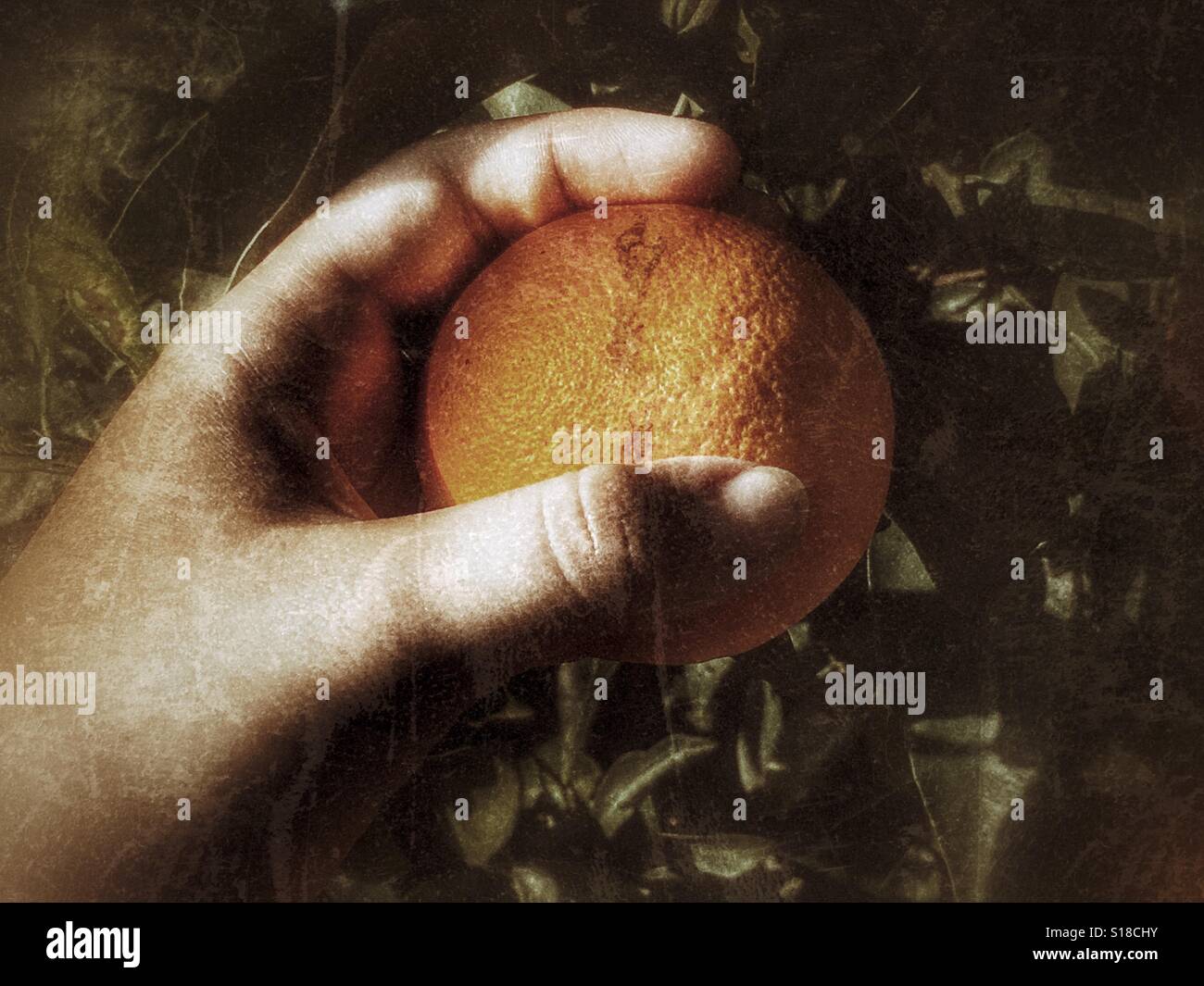 Picking an Orange - Smartphone Captured Stock Image