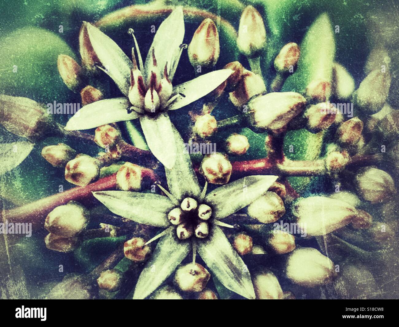 White flowers on a succulent plant - Smartphone Captured Stock Image