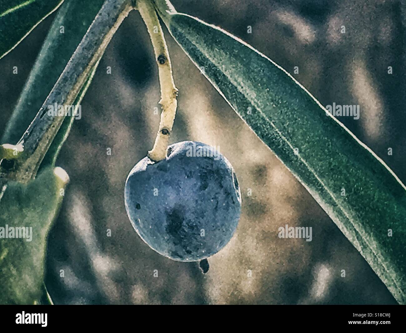olive on tree, oleo europeae - Smartphone Captured Stock Image