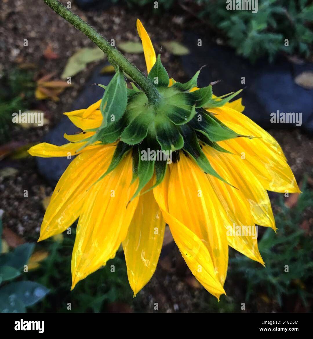 Sunflower after the rain, Los Angeles, Ca Stock Photo Alamy