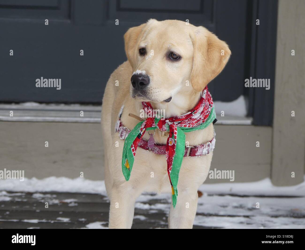 Lab nose hires stock photography and images Alamy