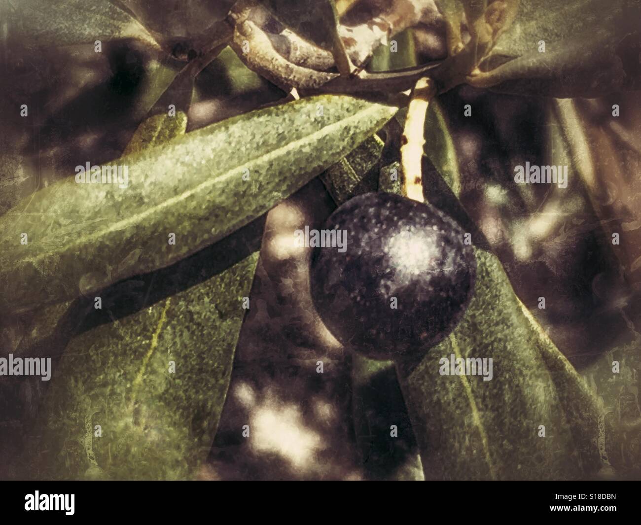 Black, ripe olive ready for harvest - Smartphone Captured Stock Image