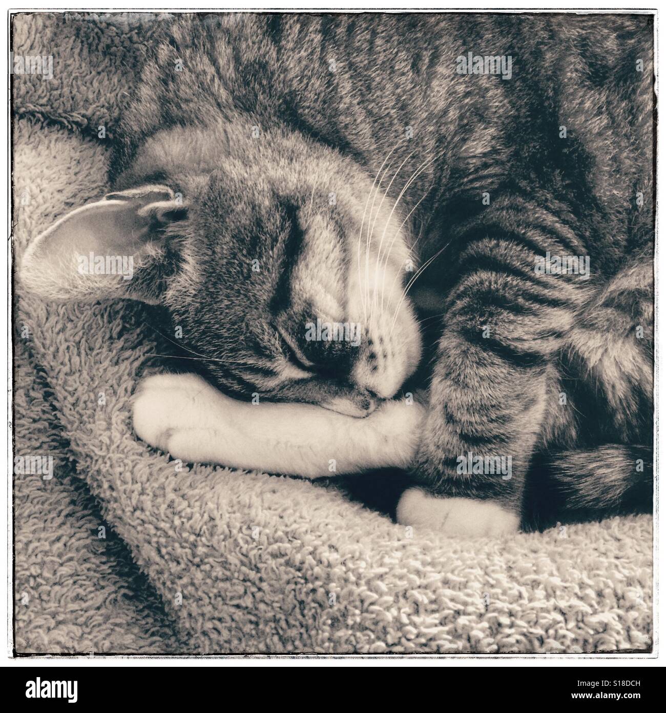 Black and white photo of a sleeping cat on bed Stock Photo - Alamy