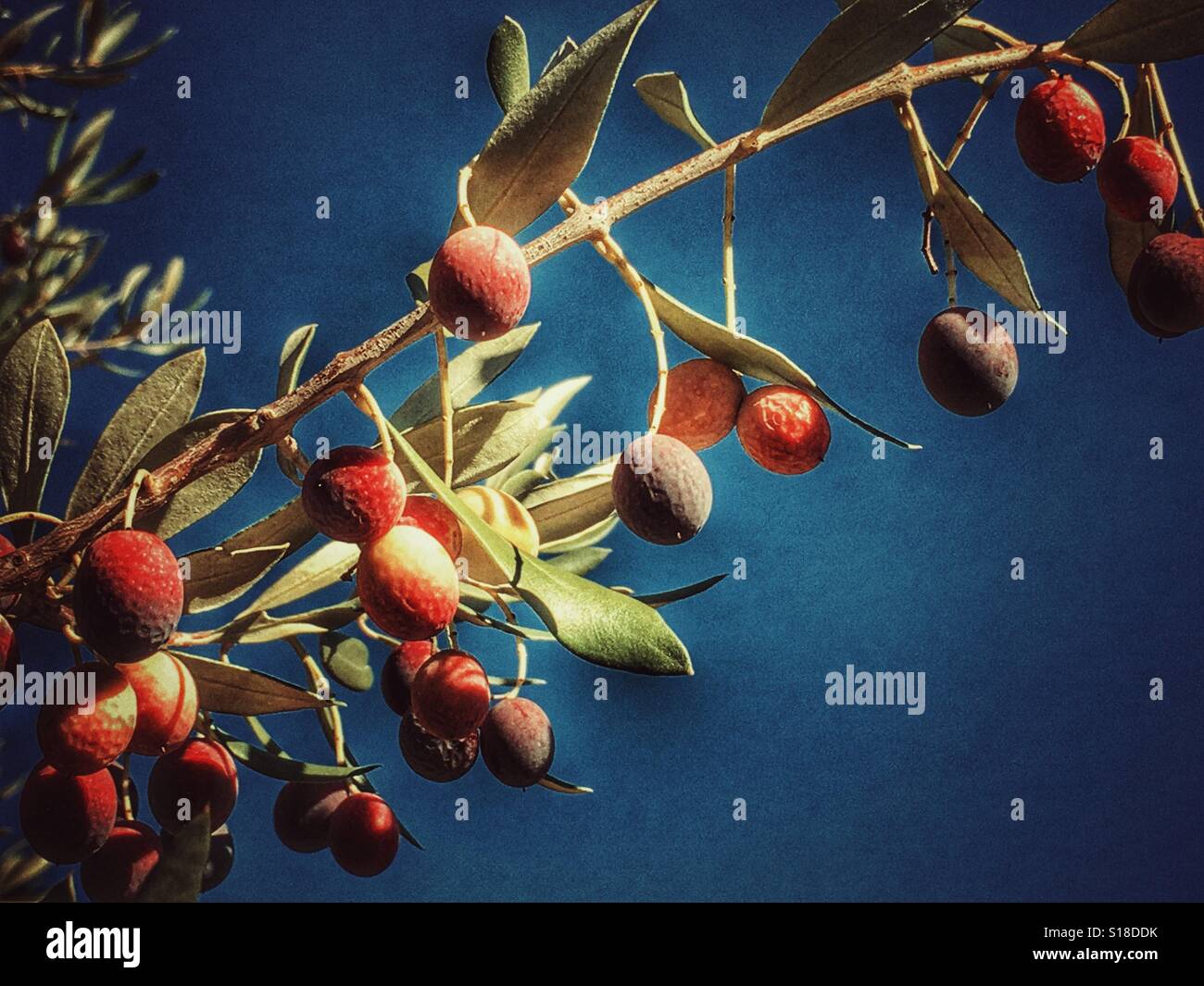 Ripe olives on a branch, against blue sky - Smartphone Captured Stock Image