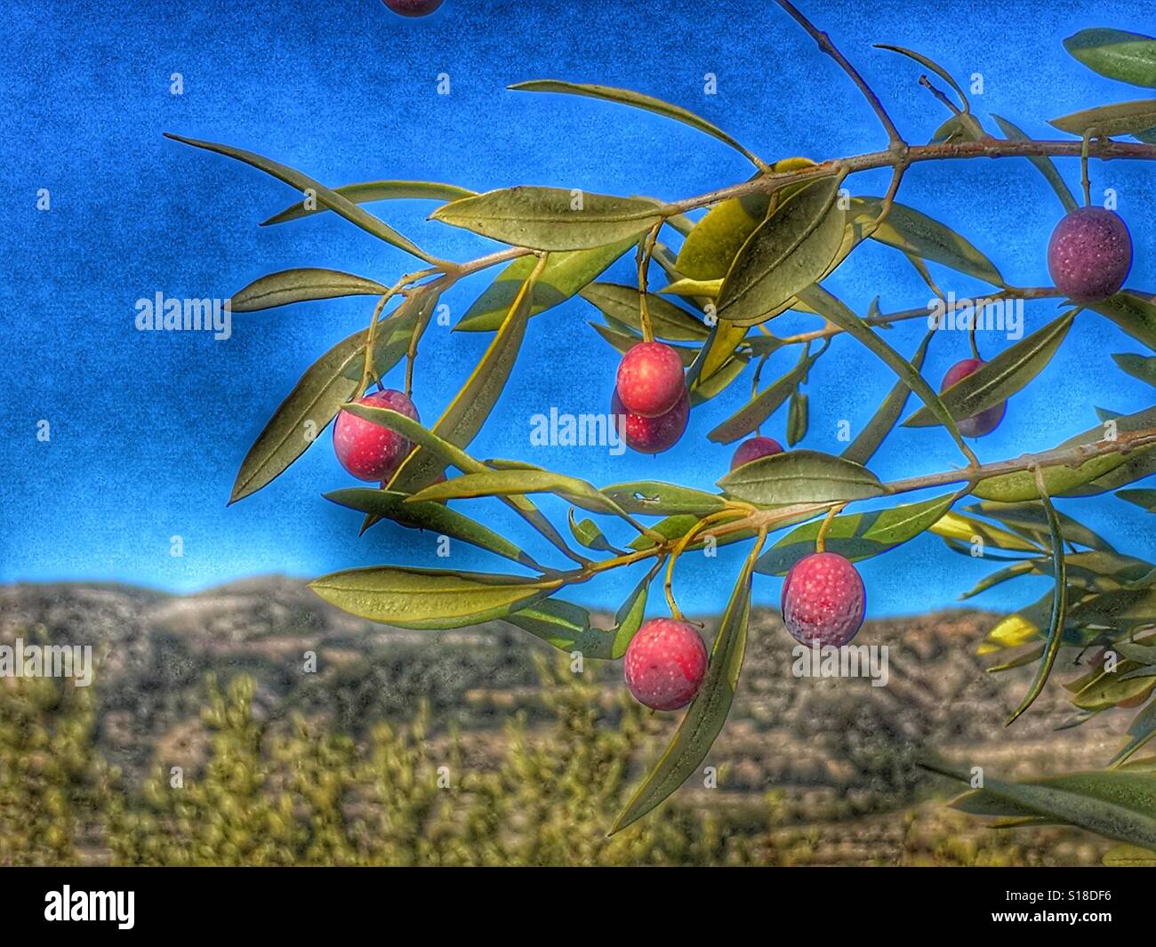 Olives growing on a tree hi-res stock photography and images - Alamy