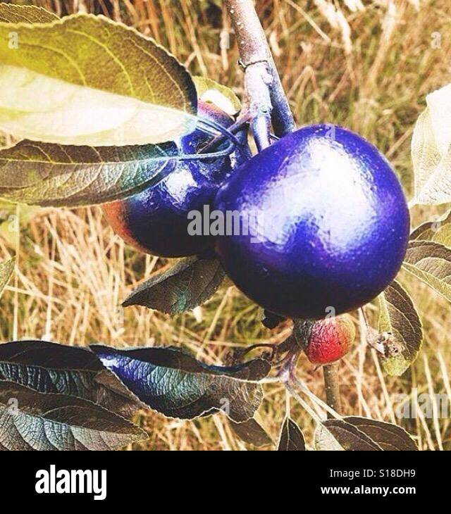 Purple apple on tree Stock Photo