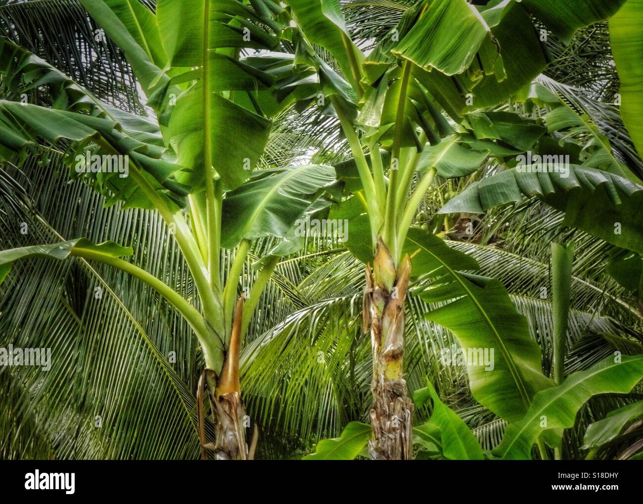 Beautiful tropics hi-res stock photography and images - Alamy