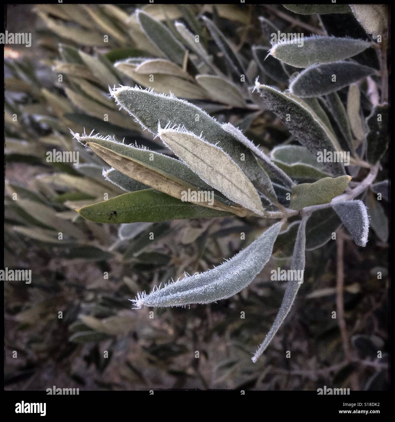 Frost on olive leaves, Catalonia, Spain. - Smartphone Captured Stock Image