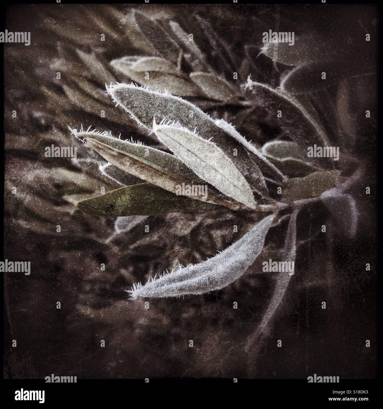 Frost on olive leaves, Catalonia, Spain. - Smartphone Captured Stock Image