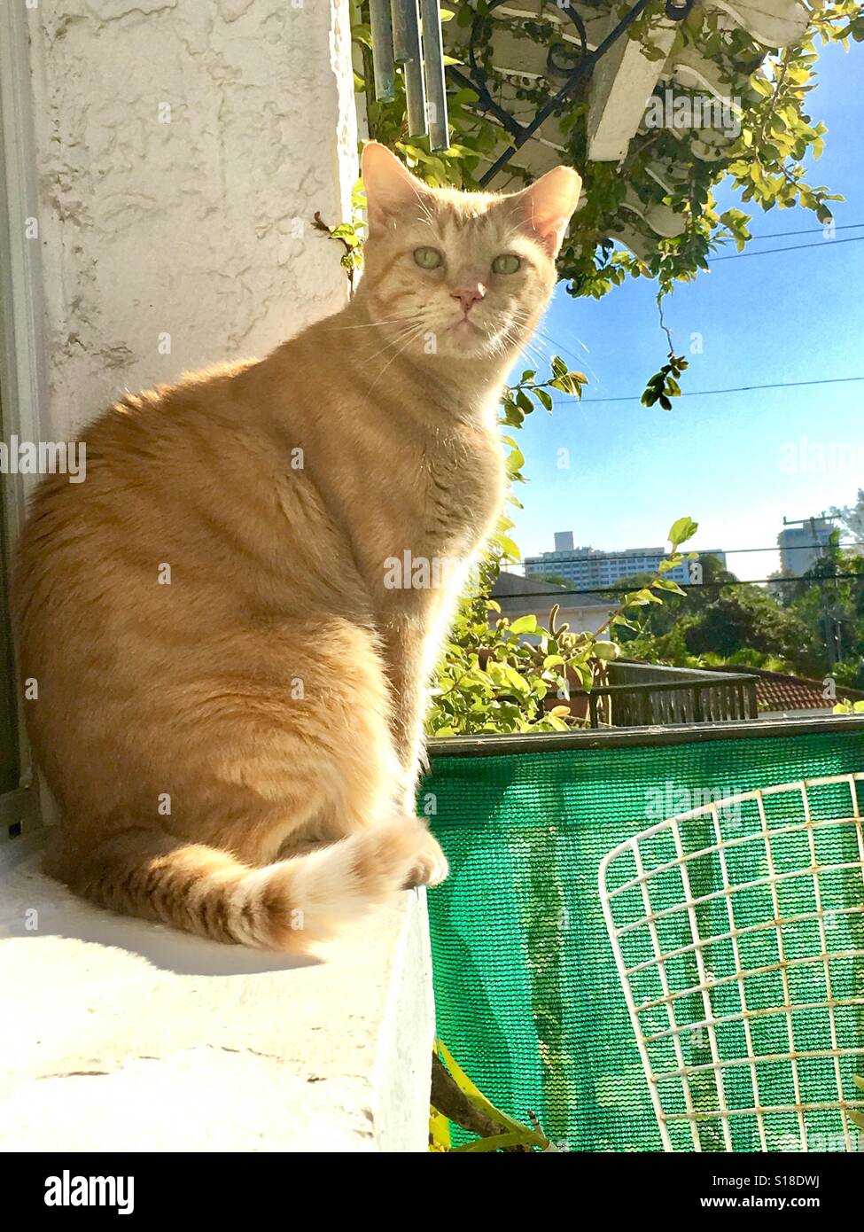 Cat on the ledge Stock Photo Alamy