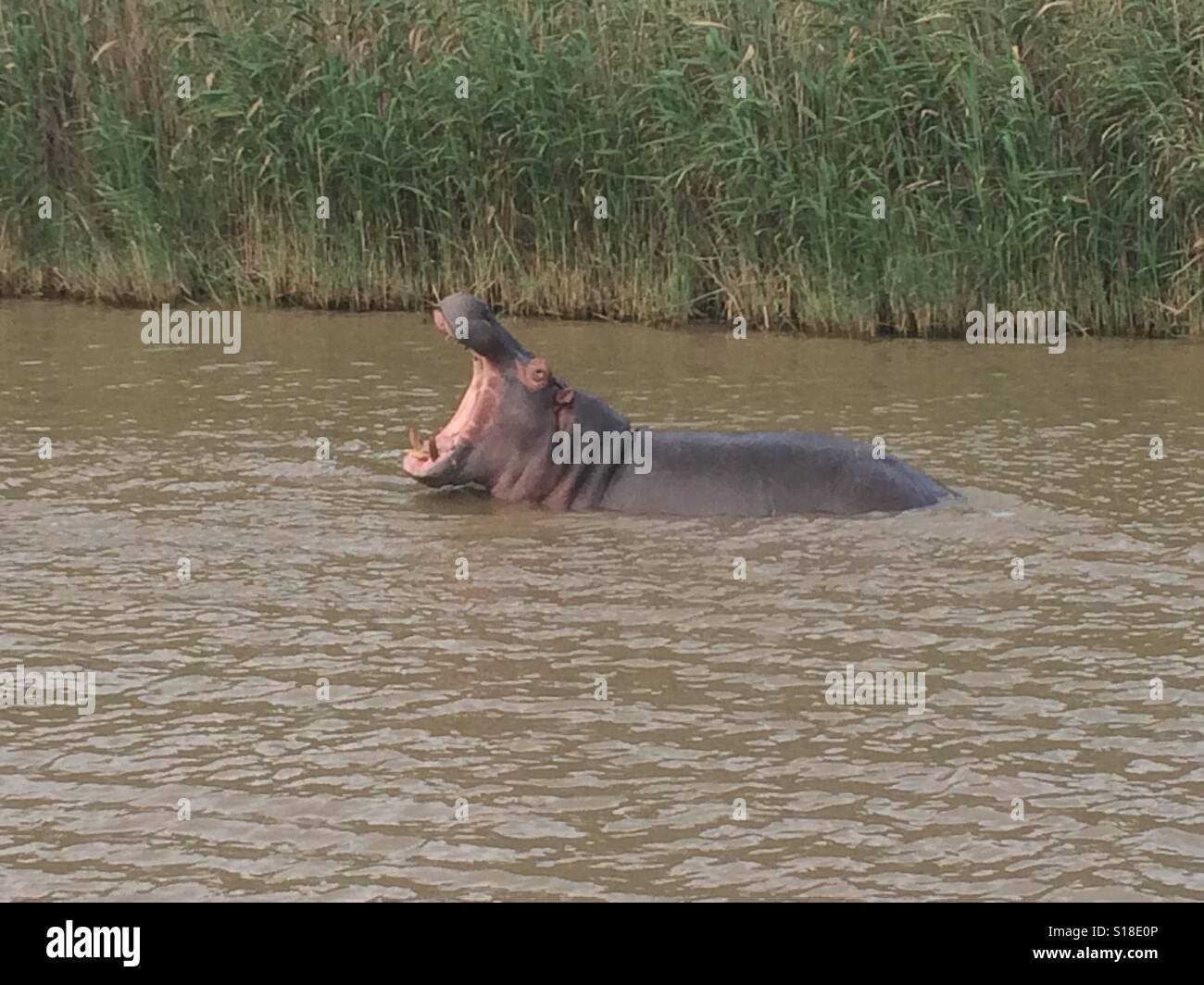 Yawning hippo ? Stock Photo