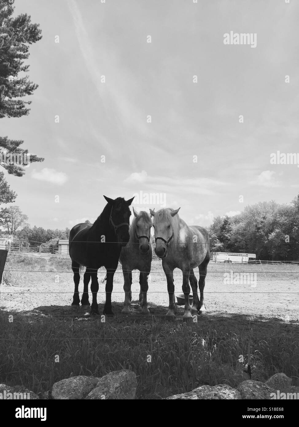 Black and white horses Stock Photo