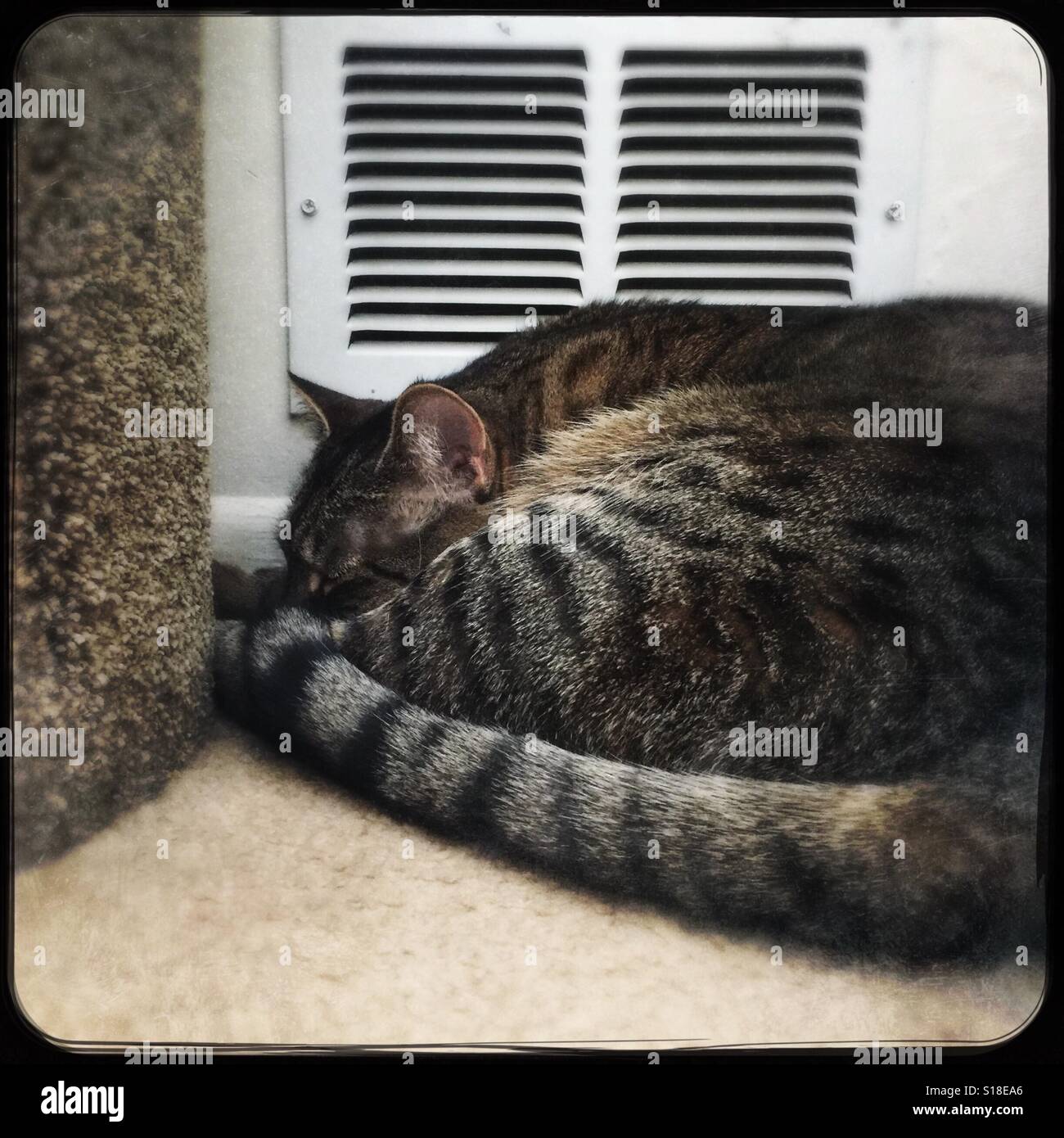 Napping tabby cat keeping warm Stock Photo Alamy