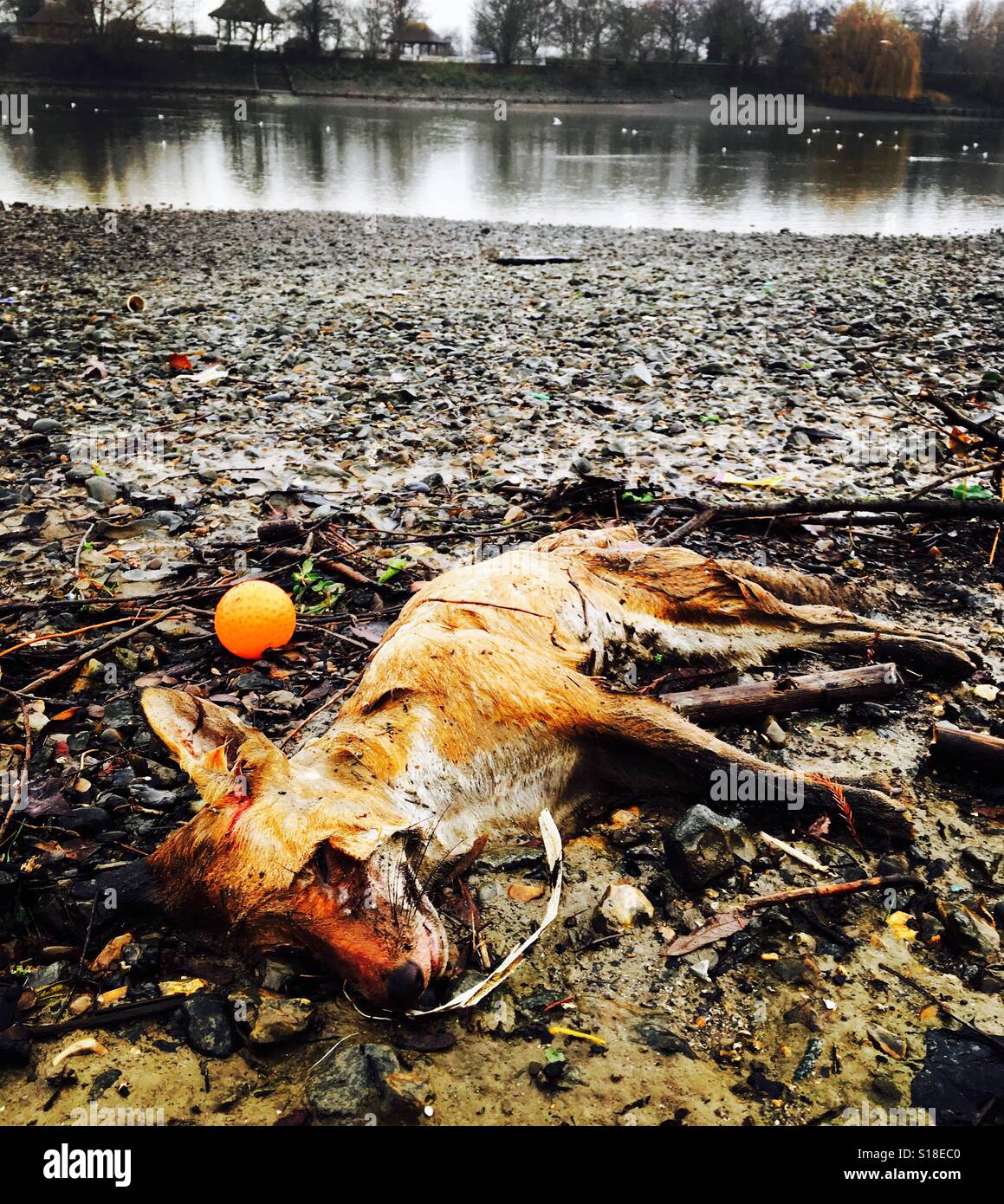 The orange ball and the dead fox! Stock Photo