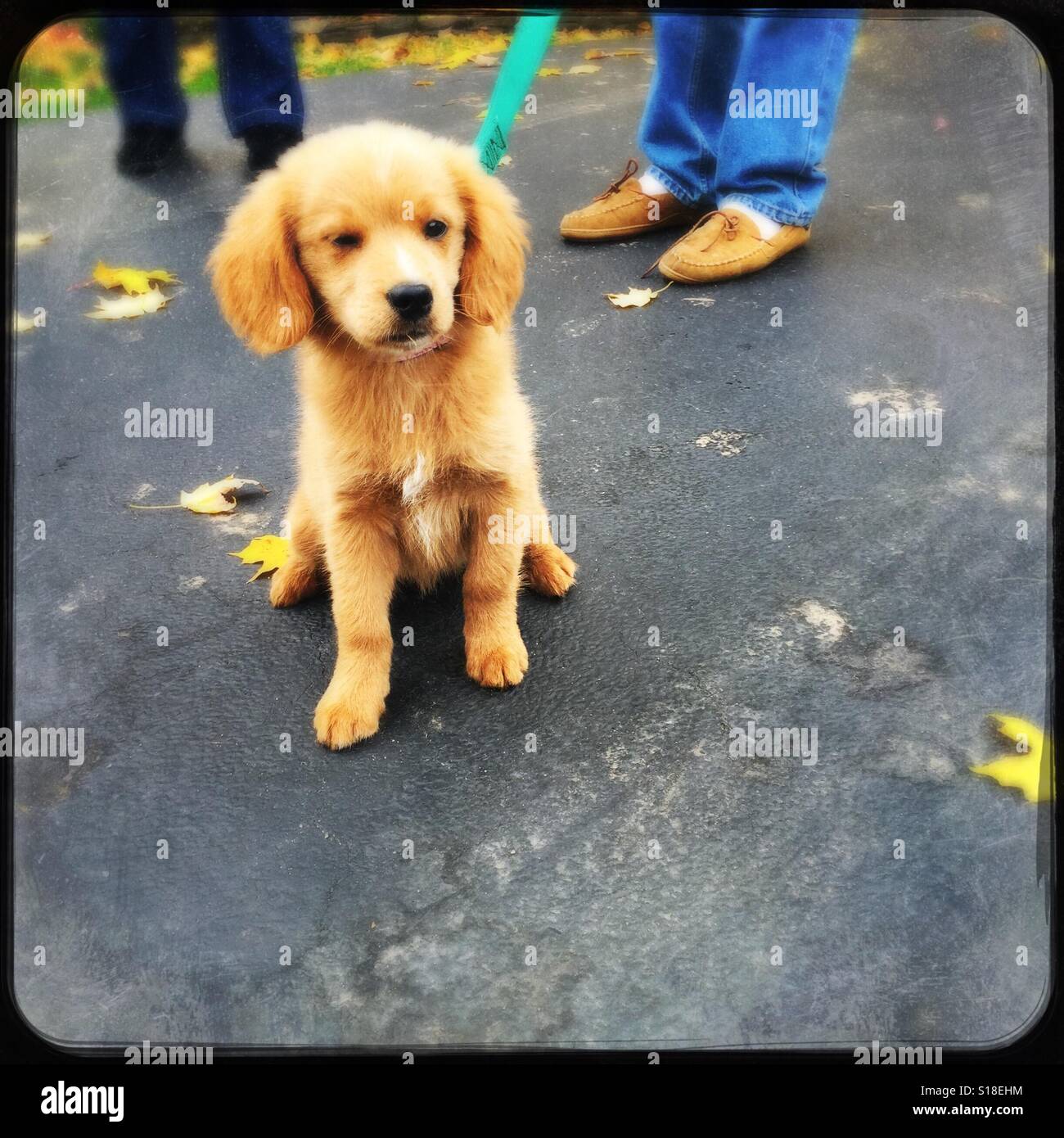 Patiently waiting pup - Smartphone Captured Stock Image