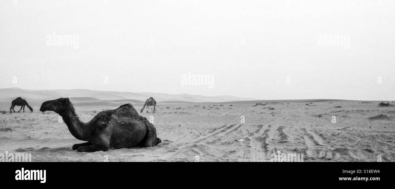 Camels Black and White Stock Photos & Images - Alamy