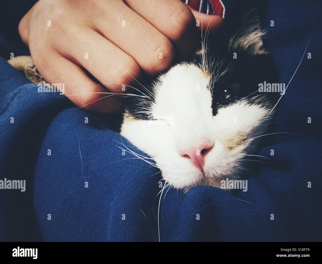 Cat on teenager's arms. Stock Photo