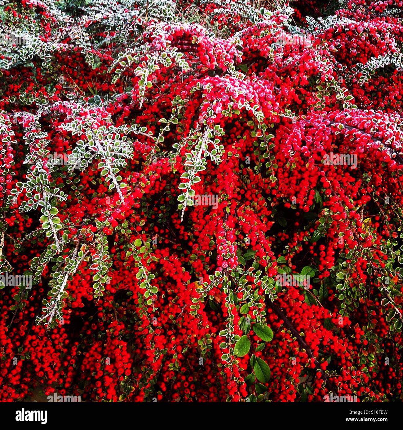 Bright red cotoneaster berries in the first frosts of winter Stock Photo
