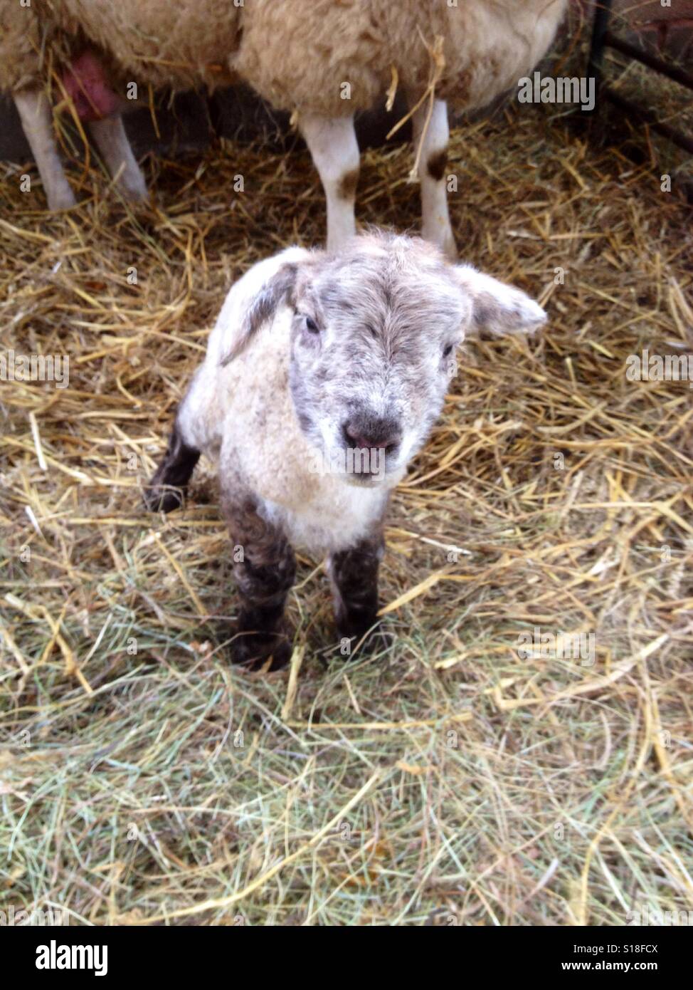 Little lamb Stock Photo - Alamy