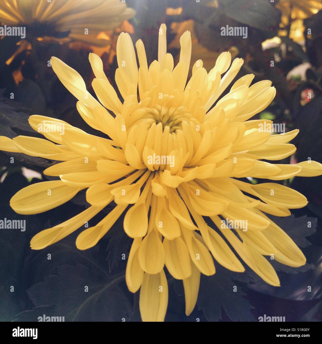 blooming yellow chrysanthemum flowers Stock Photo Alamy