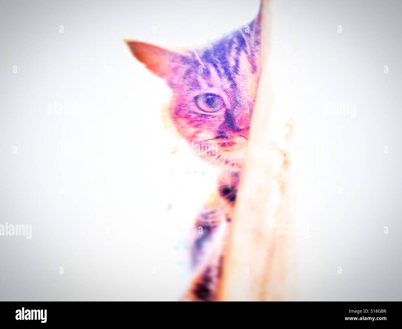 Cat peeping around a curtain. - Smartphone Captured Stock Image