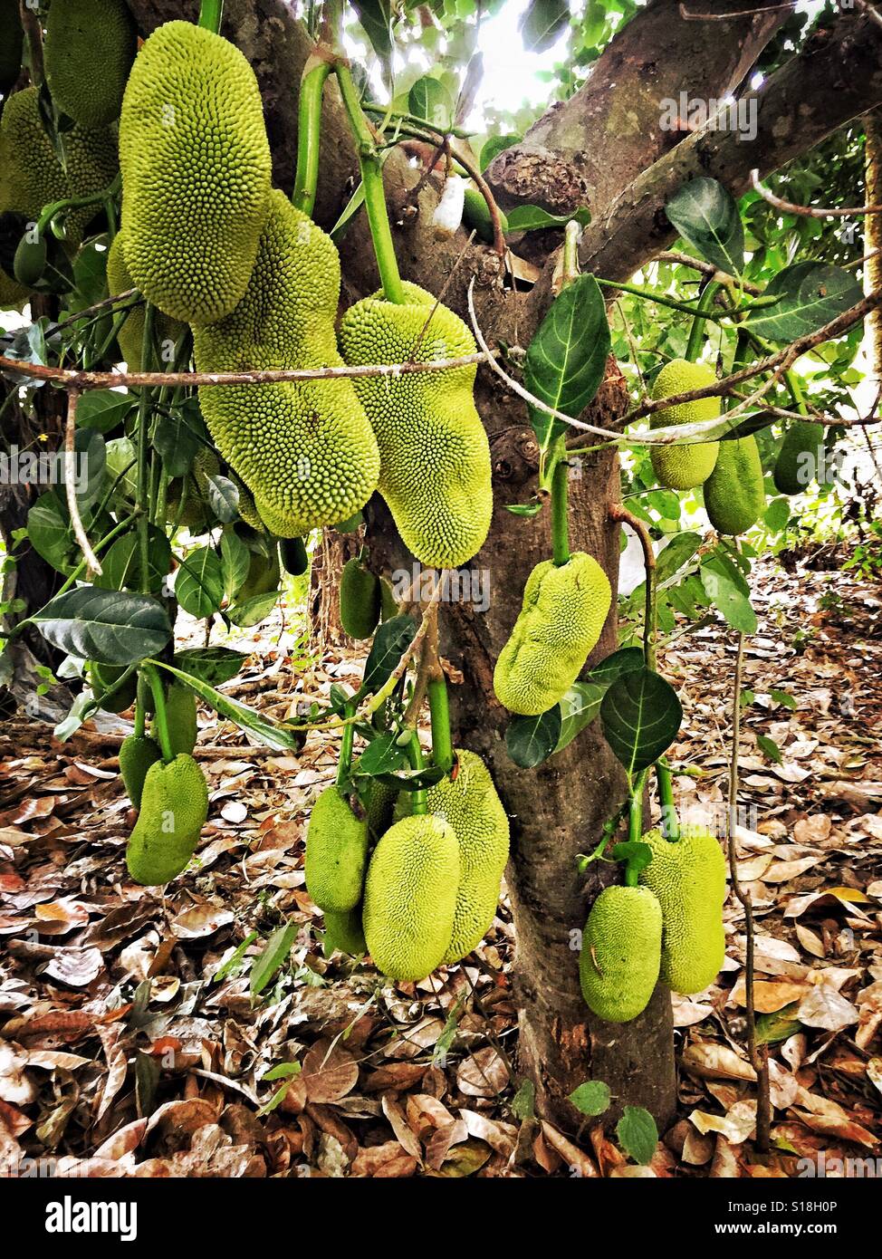 A tree is loaded with jackfruit in rural Nayarit, Mexico. Stock Photo