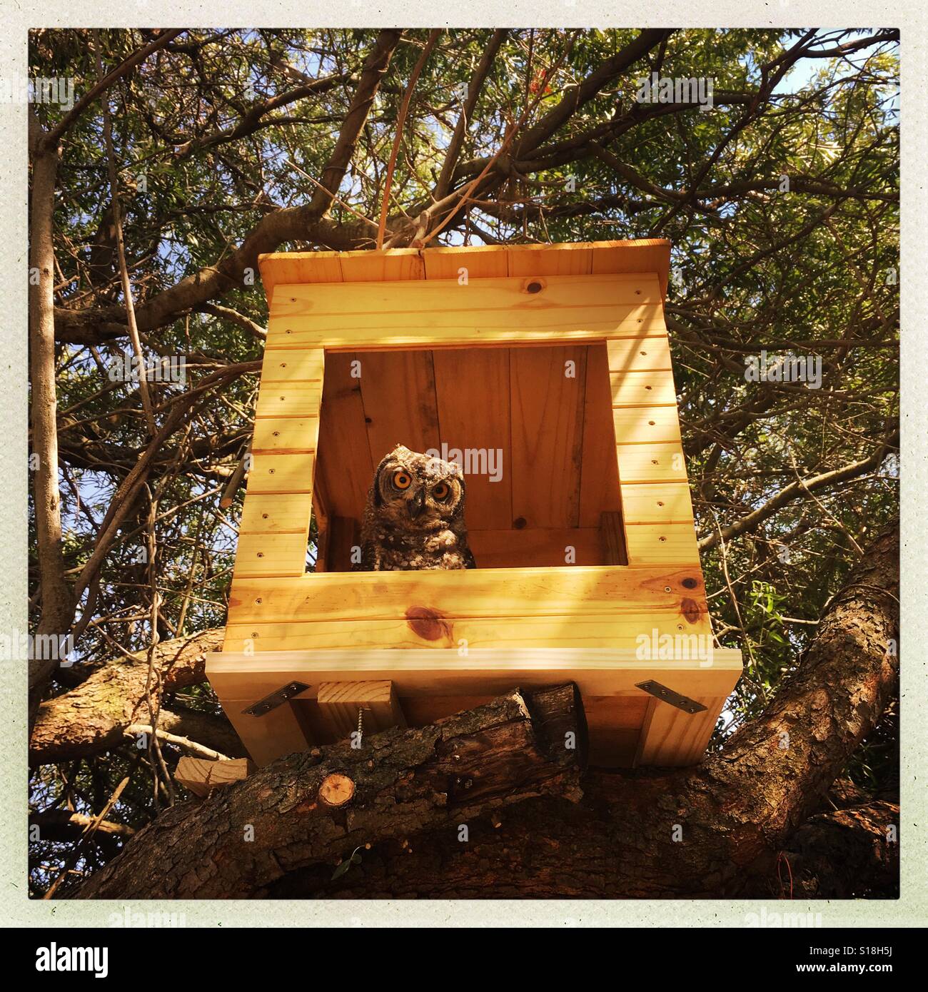 Cosy owl house Stock Photo Alamy