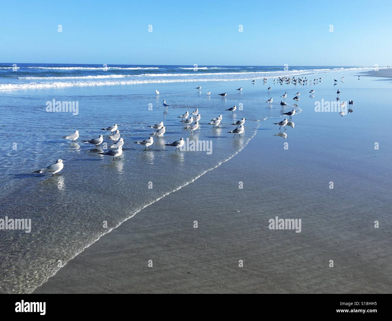 A flock of seagulls ad teens at the shoreline, Jacksonville Beach, Florida, USA. - Smartphone Captured Stock Image