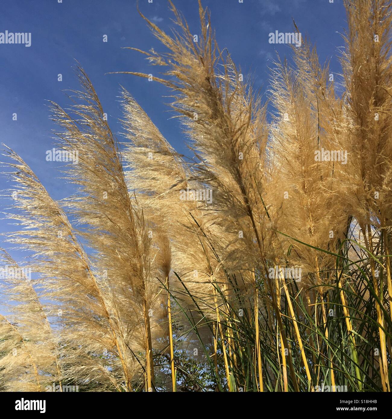 Feathery Grasses Against Blue Sky Stock Photo