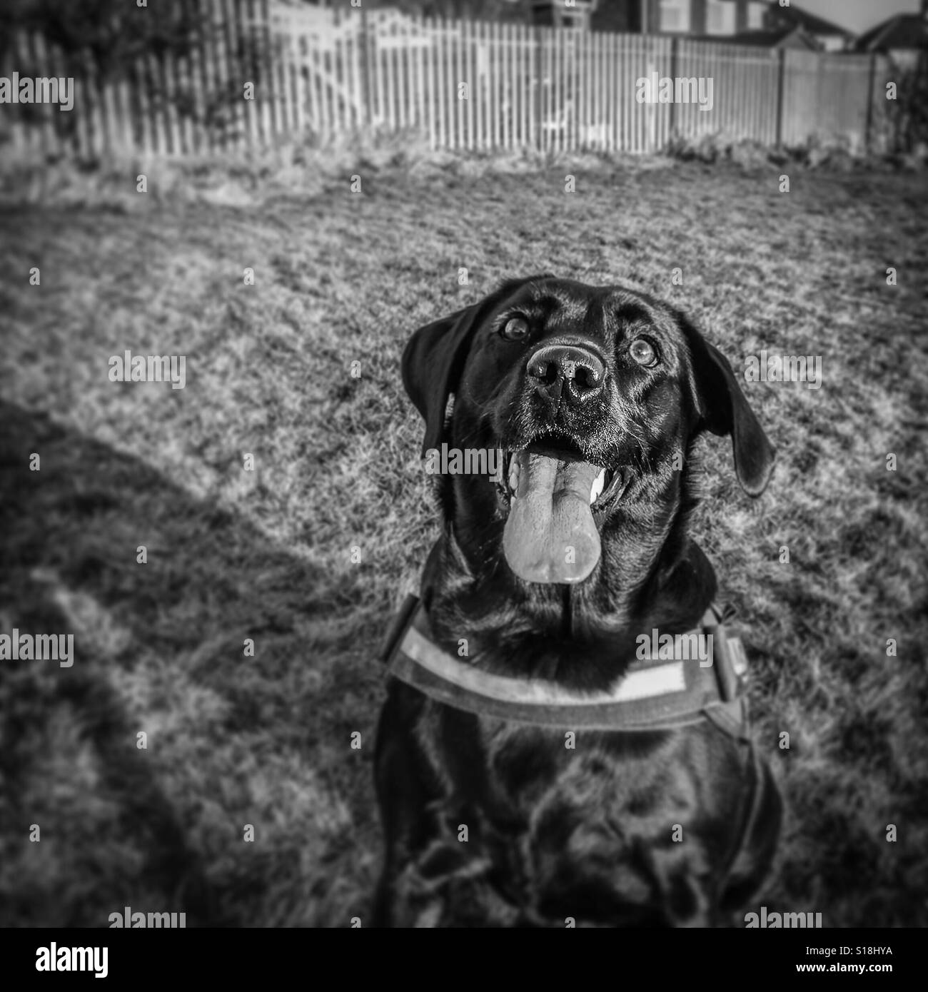 Happy looking black Labrador dog - Smartphone Captured Stock Image