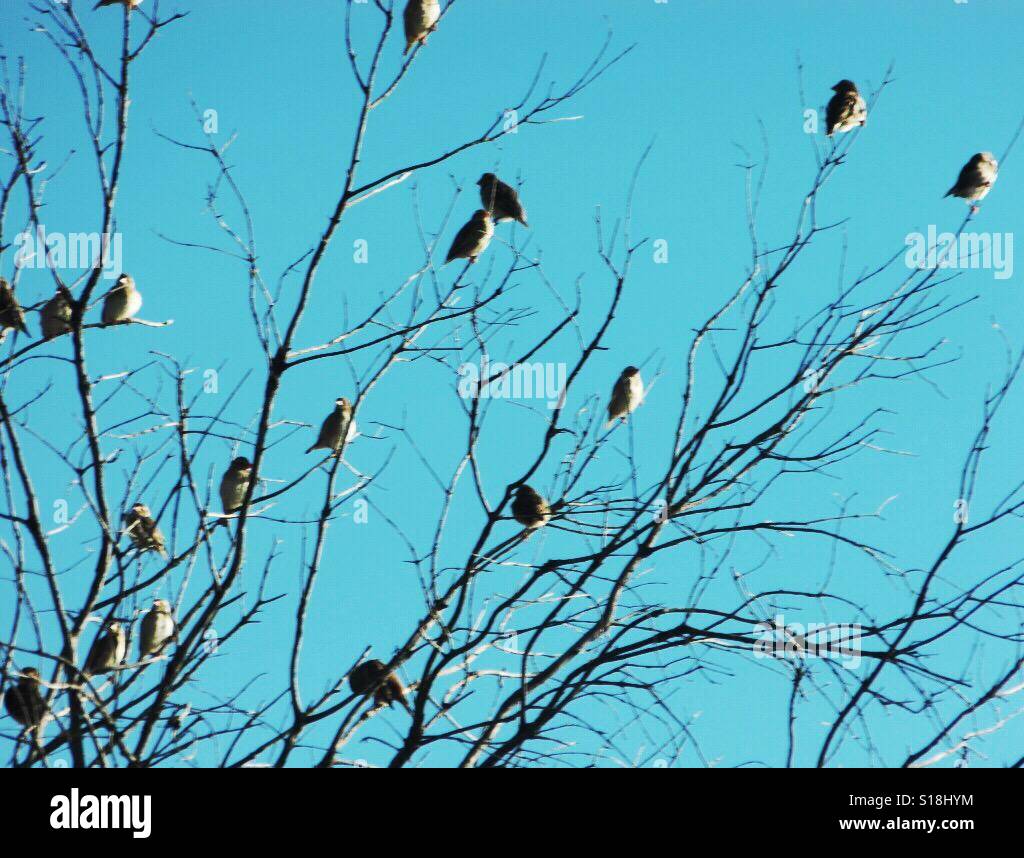 Birds sitting on a tree Stock Photo Alamy