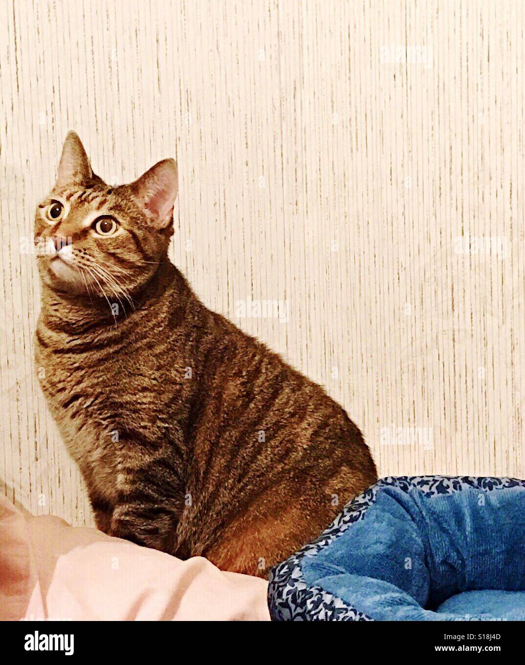 Beautiful coppereyed domestic shorthair tabby cat Stock Photo Alamy