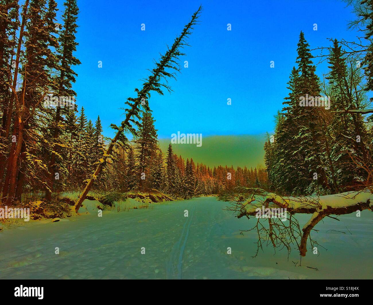 Broken stump and leaning tree along Fish Creek - Smartphone Captured Stock Image