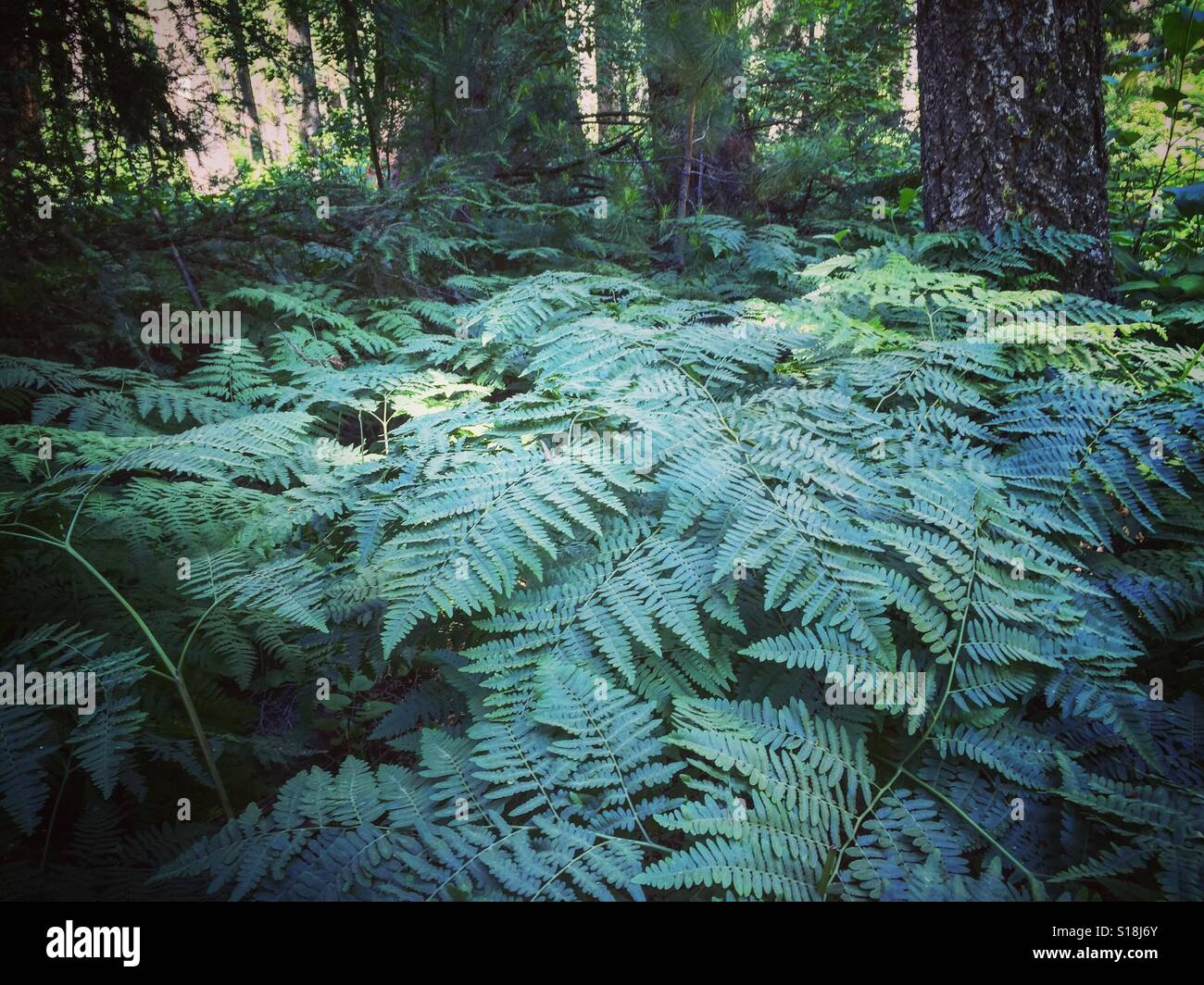 Northern California redwood forest ferns green woods jungle plants Norcal Endor Stock Photo
