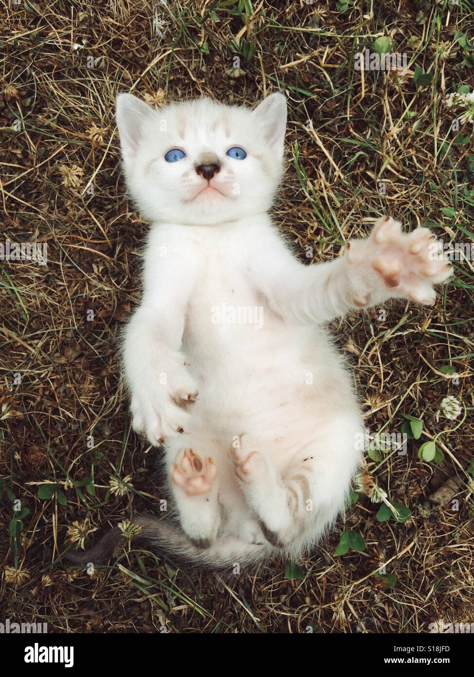 Cute kitty Stock Photo