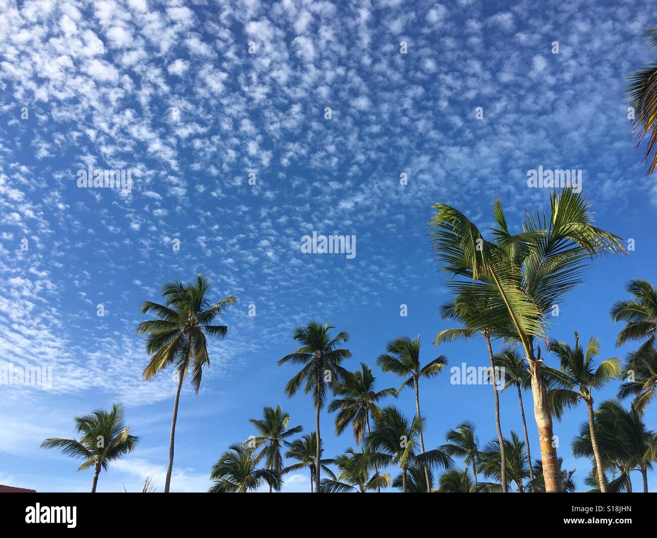 Coconut Palm Bávaro Punta Cana Dominican Republic Stock Photo Alamy