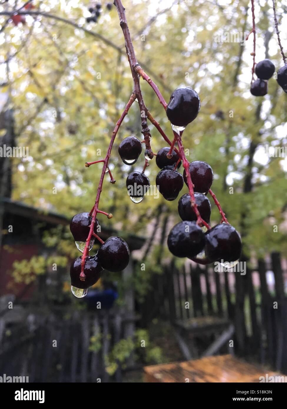 Choke cherry hires stock photography and images Alamy