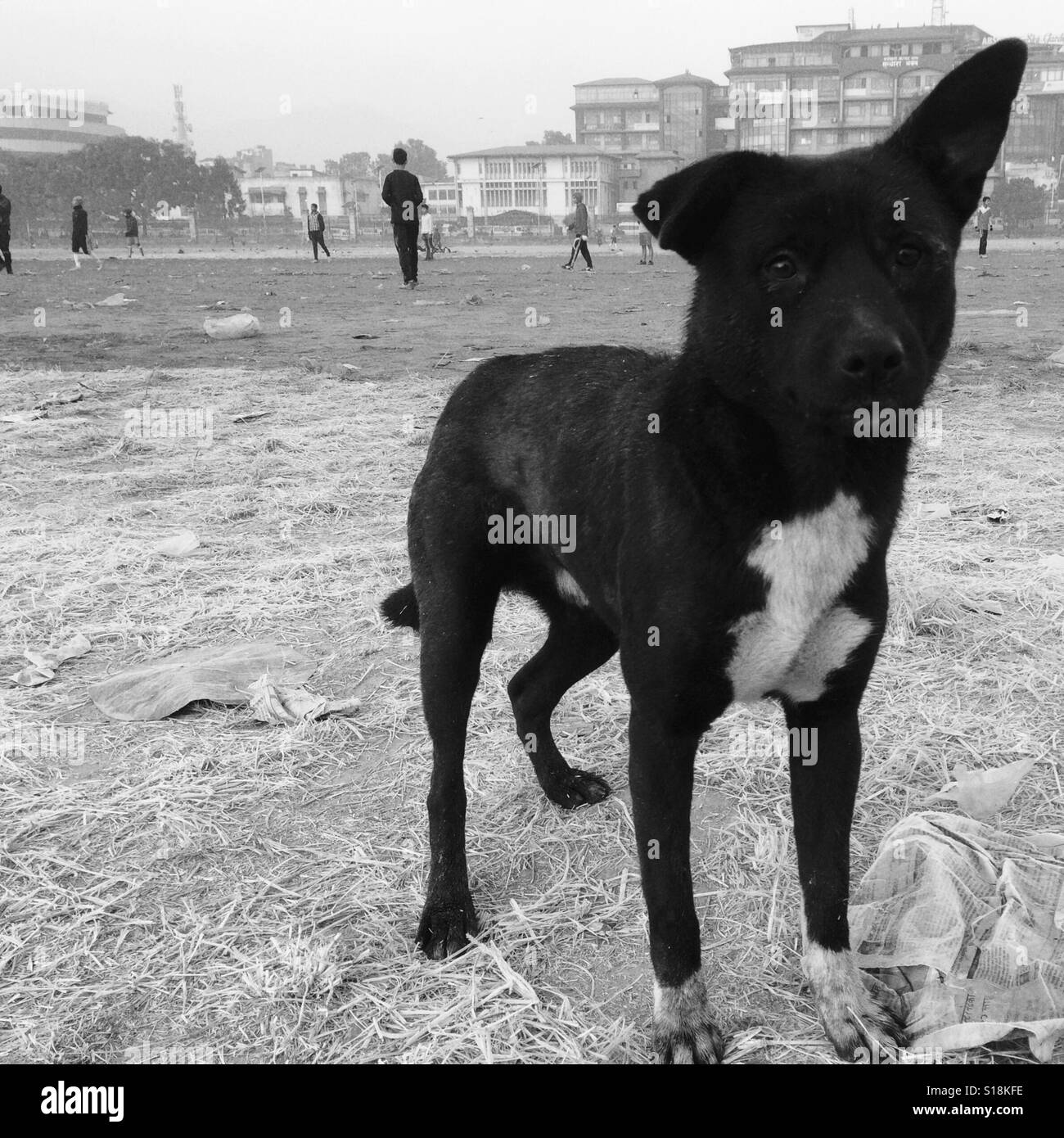 medium black dog breeds