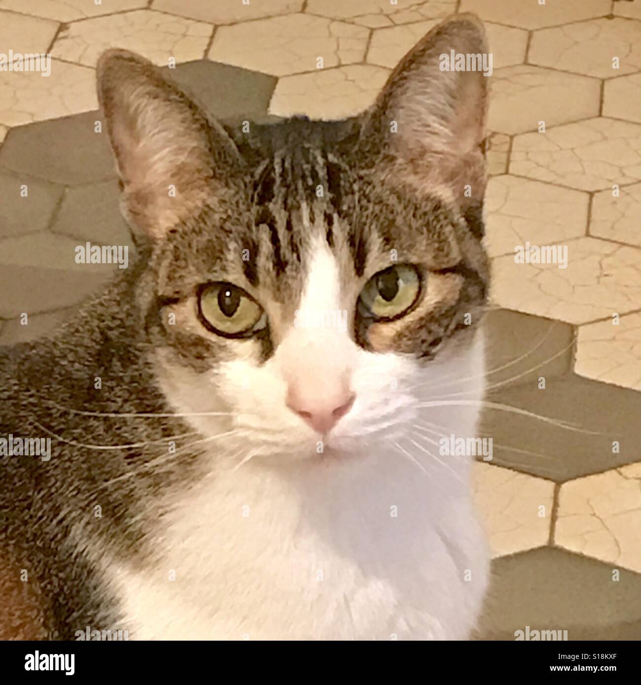 Tabby and white cat Stock Photo Alamy