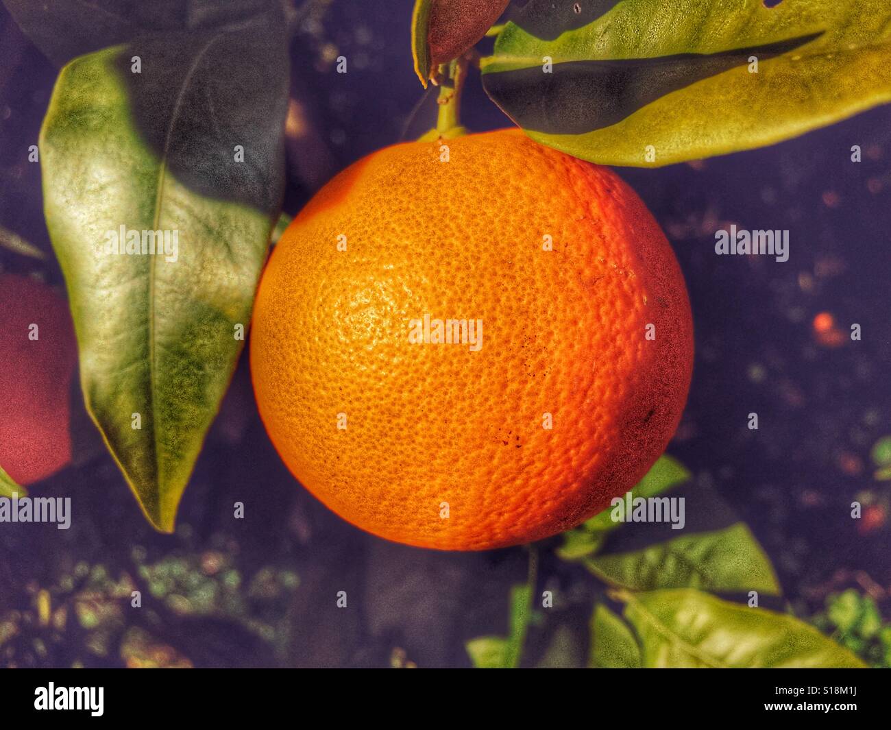 Fresh, ripe, orange on tree - Smartphone Captured Stock Image