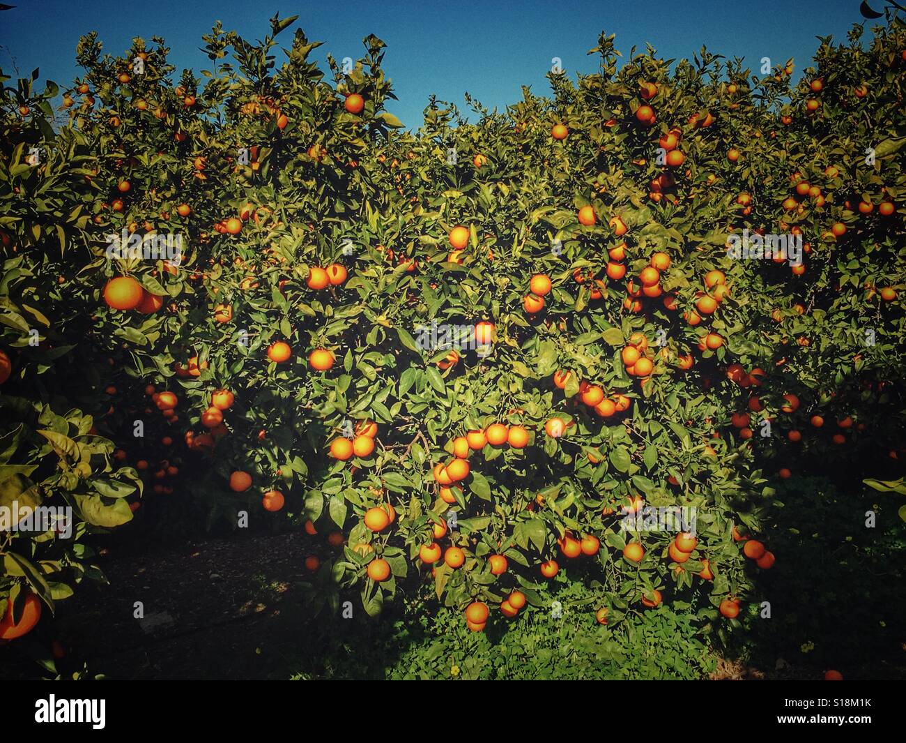 Orange orchard, Spain - Smartphone Captured Stock Image
