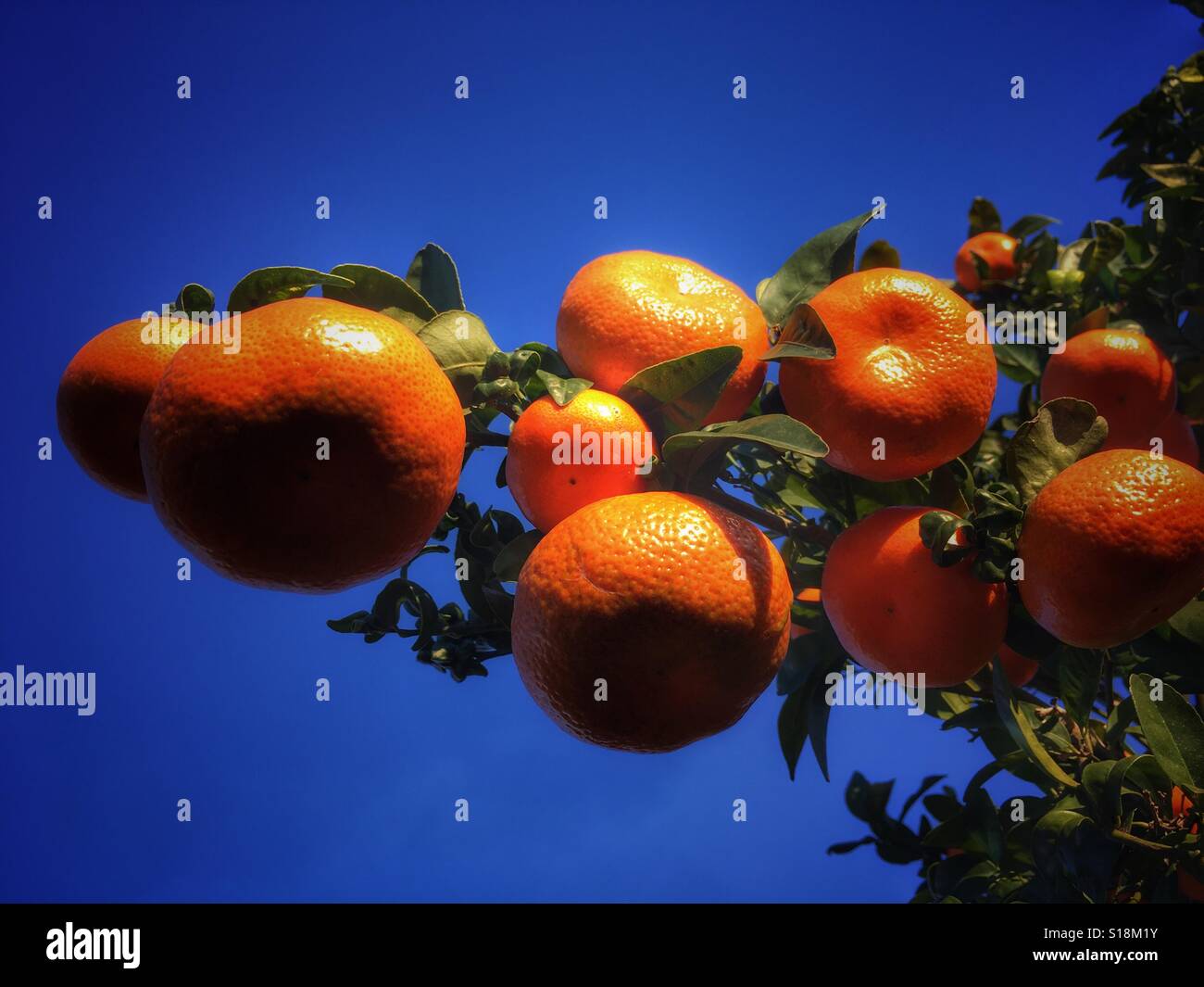Clementine oranges on a branch against blue sky - Smartphone Captured Stock Image