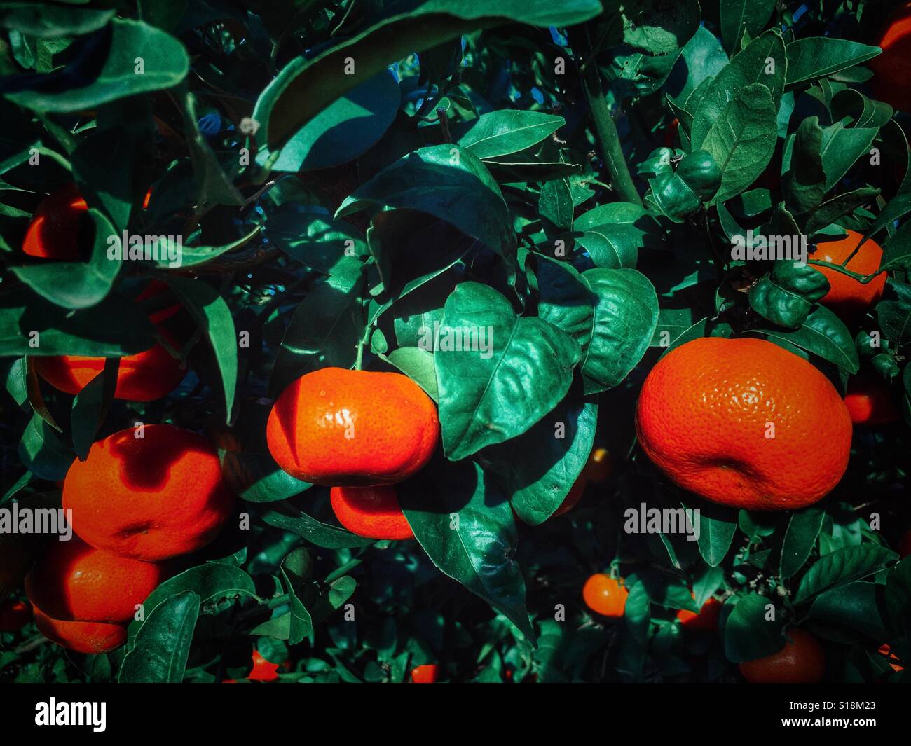 Oranges on tree - Smartphone Captured Stock Image