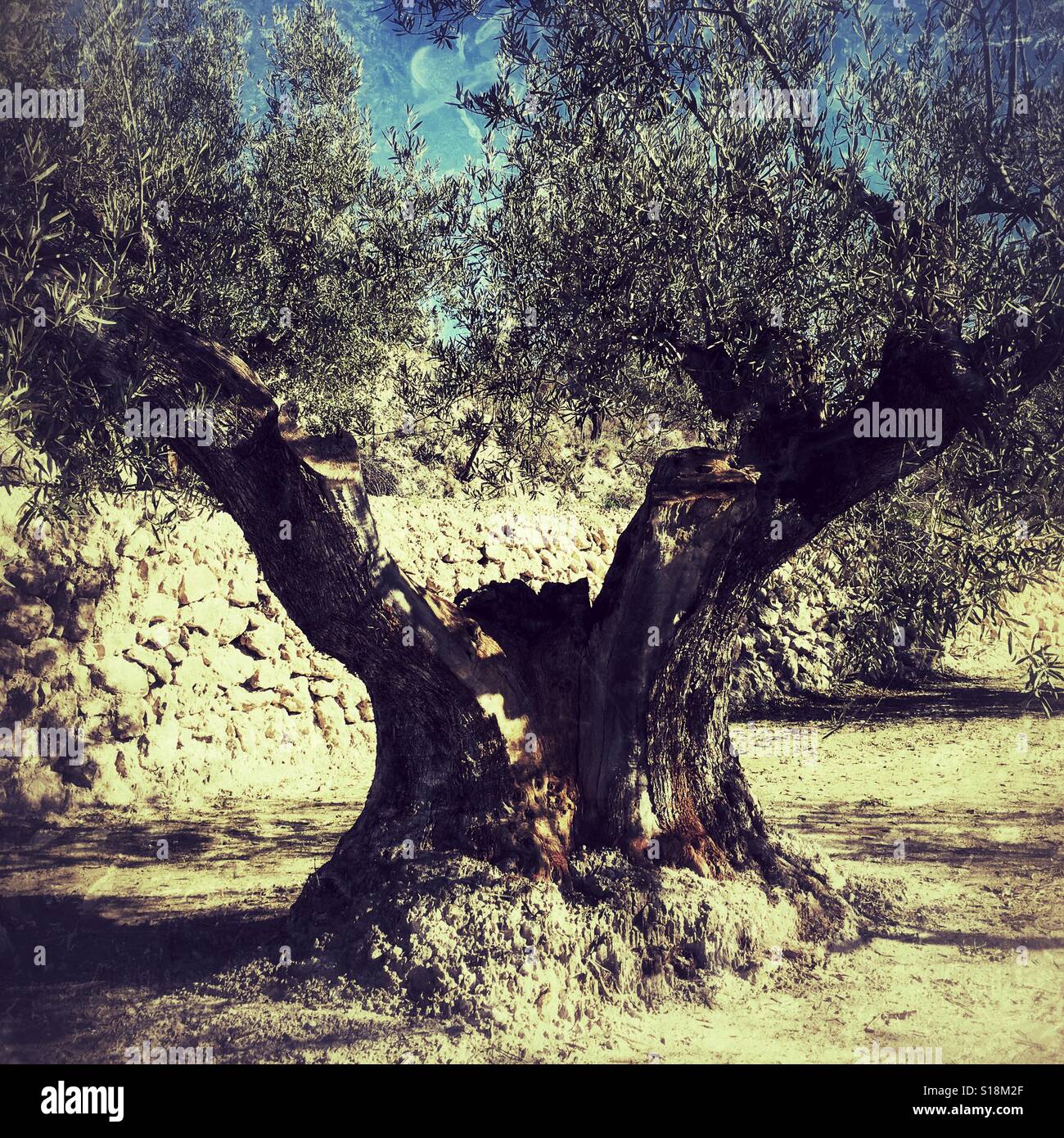 Olive tree. Olea europeae - Smartphone Captured Stock Image