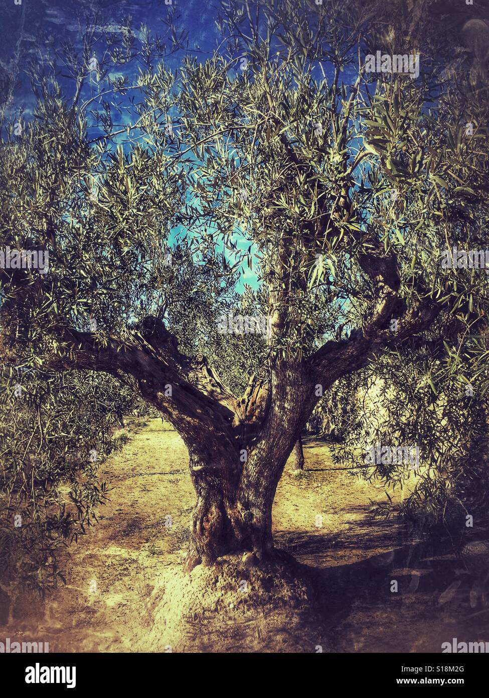 Olive tree. Olea europeae - Smartphone Captured Stock Image