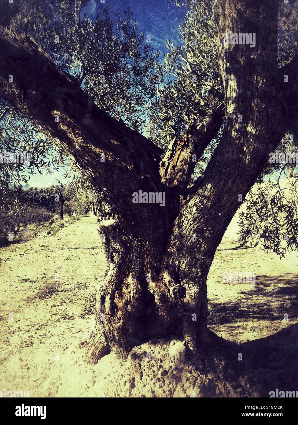 Olive tree - Smartphone Captured Stock Image