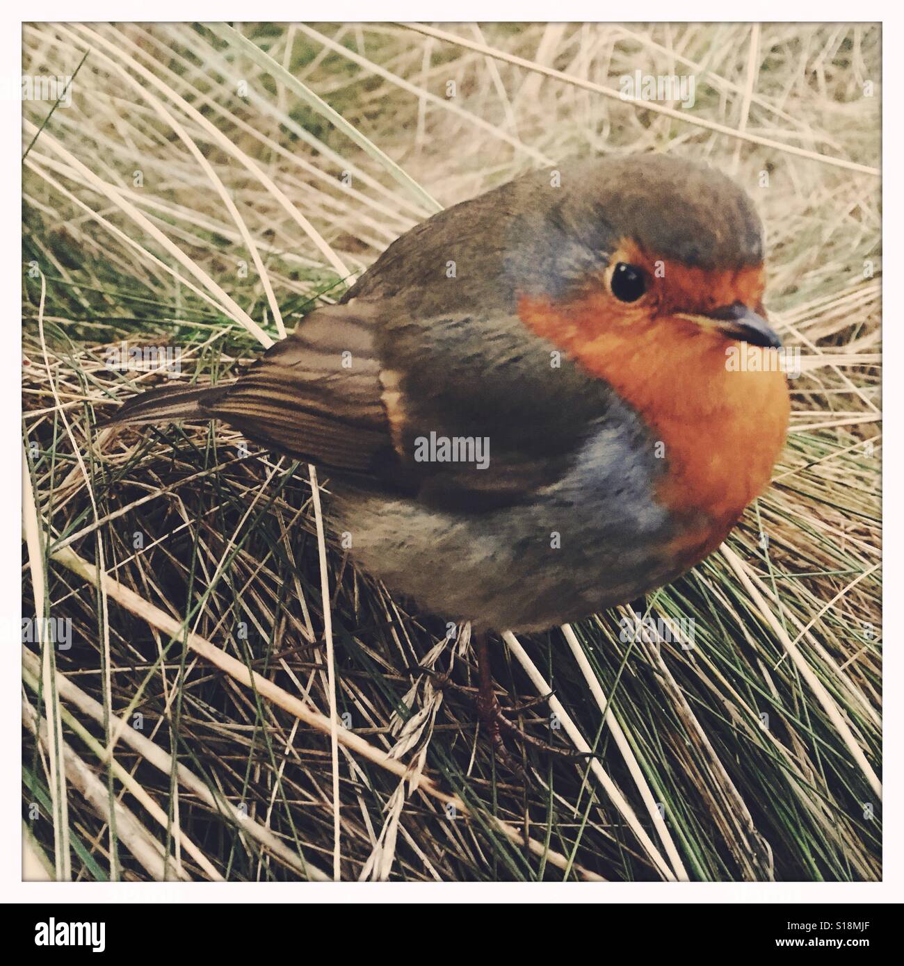 Close up of a tame Robin UK - Smartphone Captured Stock Image