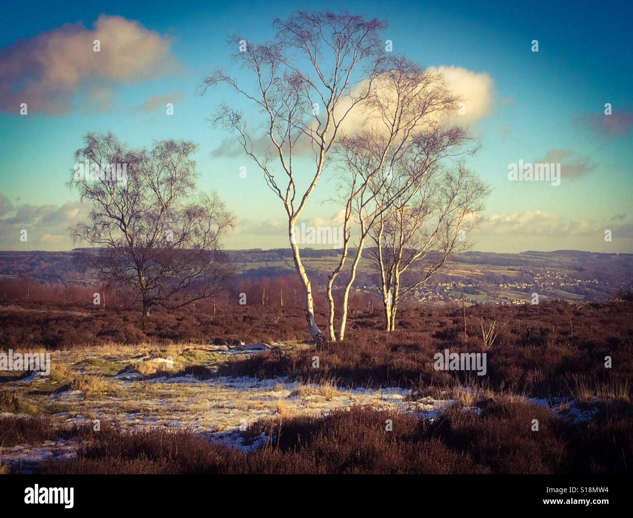 Silver birch trees in winter on Stanton Moor in Derbyshire Peak District UK Stock Photo