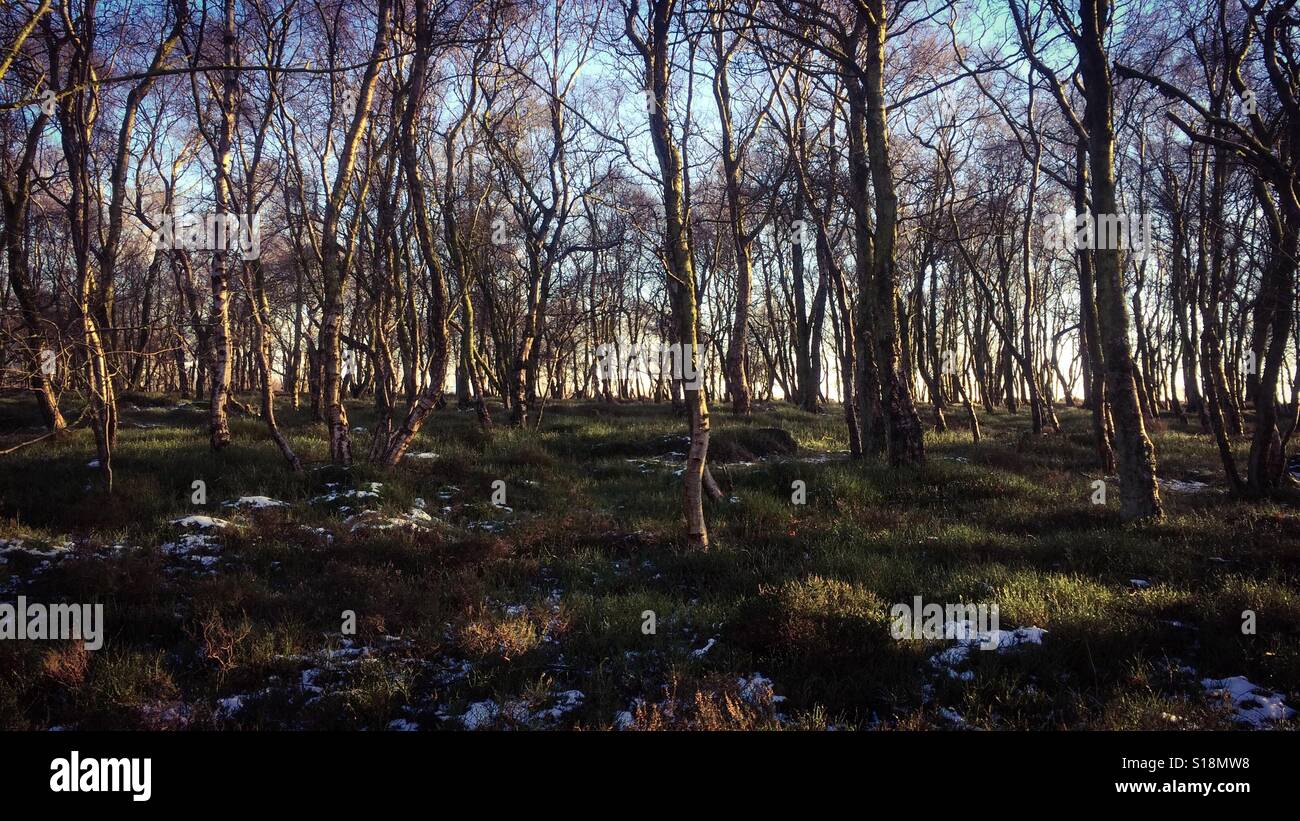 Silver birch trees in winter on Stanton Moor Derbyshire Peak District UK - Smartphone Captured Stock Image