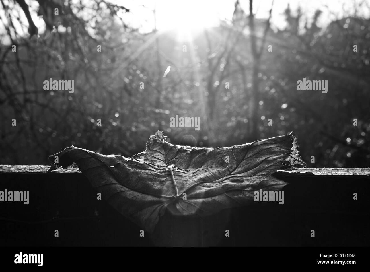 Sunbathing Black and White Stock Photos & Images Alamy